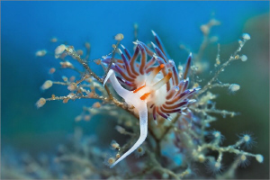 Cratena peregrina. My favorite Nudi in the Mediterranean. by Roland Bach 